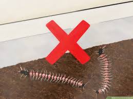 3 ways to care for a centipede wikihow