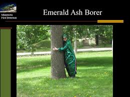 Minnesota First Detectors Emerald Ash Borer Minnesota First
