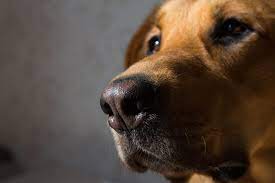 diseases that dogs are good at sniffing