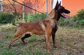 It is a very bright and obedient dog, determined and observant with strong protective and territorial instincts. Belgian Malinois All About Malinois From Our Kennel Black Summit