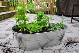 Making An Herb Garden In A Metal Tub