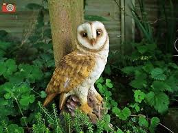 Life Size Barn Owl Lovely Ultra