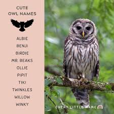 230 best owl names cute funny and