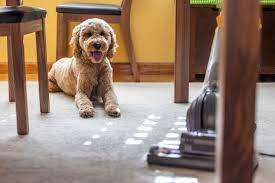 baking soda carpet cleaner safe for pets