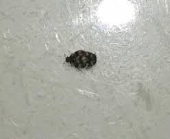 rug actually a carpet beetle