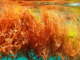 Foto Gambar Rumput Laut merah