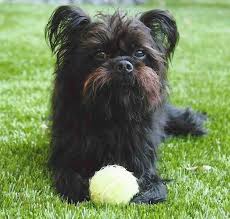toy dogs list of all toy dog breeds