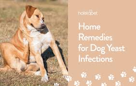 home remes for dog ear infection 6
