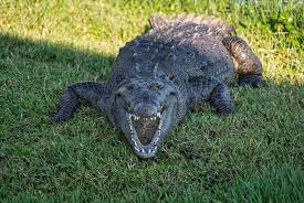 Alligators: Cold-Blooded Killers | Florida Everglades Private Airboat Tours
