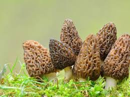 how to grow morel mushrooms