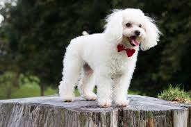 poodle pet nigeria