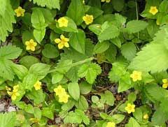 Lysimachia nemorum Yellow Pimpernel PFAF Plant Database