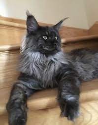 Pet breeder in wade, maine. Maine Coon Kittens For Sale Near Me Petfinder