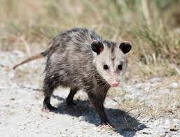 Opossum Tracks Droppings How To Identify Terminix