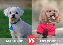 maltipoo vs toy poodle comparison with