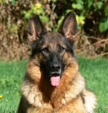 We serve the midwest region of the united states including indiana, michigan and ohio with our amazing gsd puppies. Our Foundation Vom Haus Am Lerchenweg