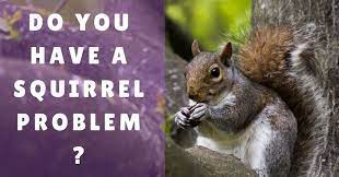 Signs You Have A Squirrel Problem In