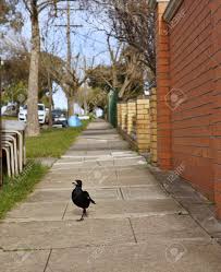 Image result for australian foot path