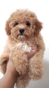 toy poodle pet finder philippines