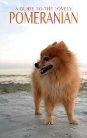 Pomeranian Pros And Cons Of The Fluffiest Breed In Town
