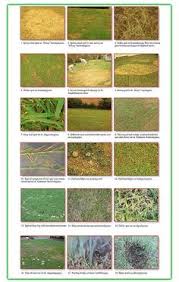 The Lawn Solutions Lawn_solutions On Pinterest