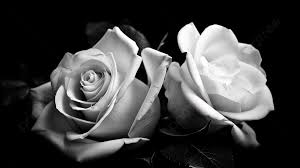 two white roses in black and white with