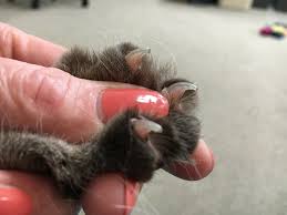 kitten nail t