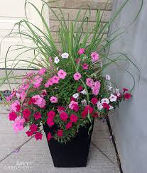 Container Plants For Full Sun Now