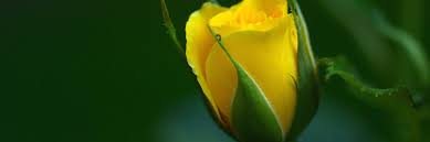 yellow rose background hd wallpapers