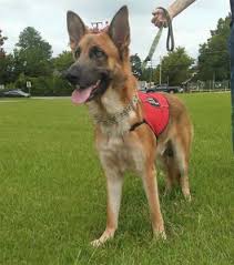 A psd might for instance counterbalance a handler because he/she is dizzy because of medication, interrupt panic attacks or ocd behaviors, turn lights on, etc. Can You Get A Service Dog For Anxiety Learn How To Qualify