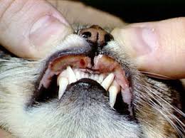 Find out more about the causes and possible treatments for this feline skin condition. Cats Hair Loss Learn The Causes Ask The Cat Doctor