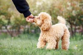toy poodle dog breed guide info