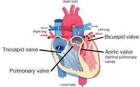 best mnemonics for heart anatomy and