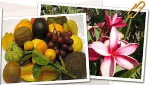 we sell tropical fruit trees for the