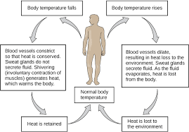 Thermoregulation Biology For Majors Ii