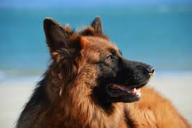 guide to long coat german shepherd dogs