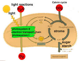 fhs bio wiki photosynthesis light