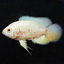Beli ikan oscar tiger online berkualitas dengan harga murah terbaru 2021 di tokopedia! Harga Ikan Oscar Albino Ikan Tropis Aquarium Air Tawar Ikan
