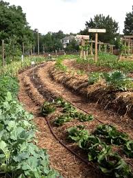The Urban Vegetable Garden At Gwinnett