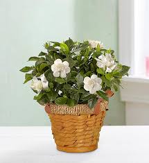 blooming gardenia plant in basket from