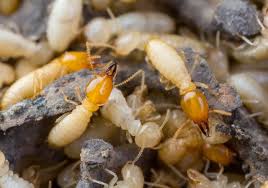 what are termites