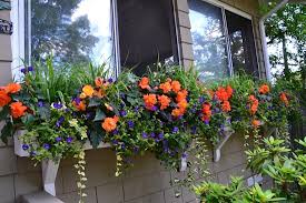 Through our window planters, hanging window boxes, wood window boxes and many. The Votes Are In The Winners Of The Window Box Contest Are Best Window Boxes In America
