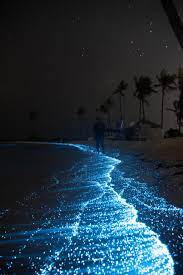bioluminescent bays in puerto rico