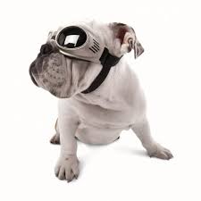 Eye Protection For Dogs Its Not Just About The Sun