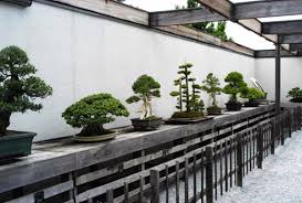national bonsai museum washington d