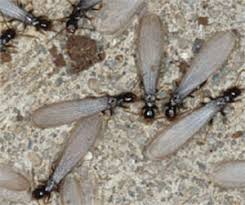 termite control raleigh charlotte