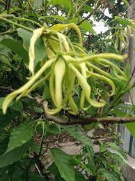 Contextual translation of bunga kenanga into english. Bunga Kenanga Ylang Ylang Flower Steemit