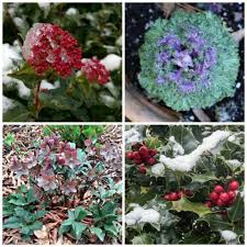 Winter Flowering Plants For Cold