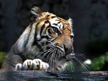 Tiger's Death Raises Question: What Makes a Good Zoo?