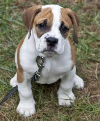 A pit bull bulldog mix puppy can cost anywhere between $250 and $2,000 depending on the breeder you purchase your puppy from. Jovie The Bulldog Mix Beagle Mix Puppies Bulldog Puppies Mixed Breed Dogs
